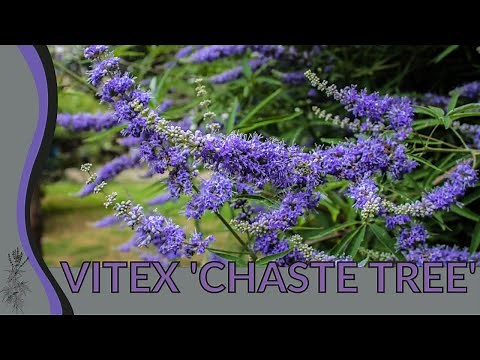 Growing and Caring For VITEX SHOAL TREE! (Vitex agnus-castus)