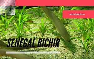 Senegal Bichir Facts: Profile, Traits, Description, Care, Diet - SeaFish