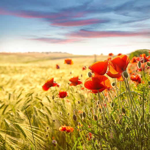 Zehn Fakten zur Landwirtschaft