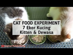Kepala dan Dada Ayam Rebus Untuk Kucing | Membuat makanan kucing