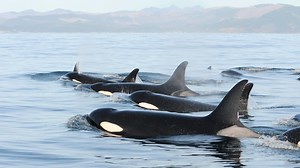 Recovering the Southern Resident Killer Whale with Research and Conservation - Science & Technology - NOAA Fisheries Video Gallery