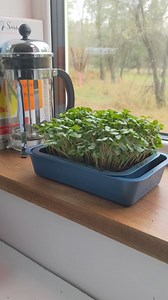 179 reactions · 16 shares | Microgreens let you garden anywhere and anytime! Get seeds and supplies now and start harvesting fresh, nutritious greens in no time. #MicrogreenLove #OrganicGardening | Hudson Valley Seed Co. | Facebook