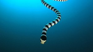 Discover 12 Snakes That Don't Eat Mice or Rodents