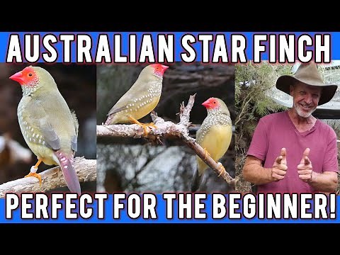 Australian Star Finch: Breeding and Care in Mick's Aviary!