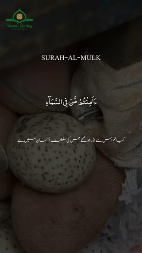 Most Beautiful Quran Online #quran #islamicmusic #quranrecitation #recitation