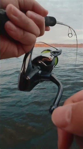 I went tip run egging off the coast of Sydney