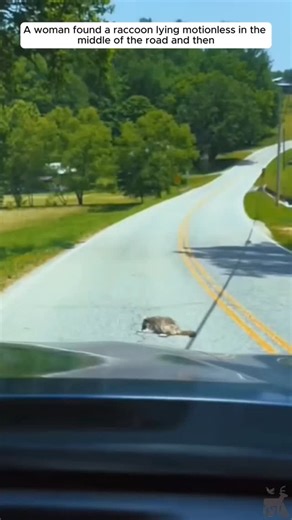 1.5K views · 32 reactions | Raccoon 劣 #bondedtails #instagram #love #fyp #animallover #trending #animalrescue #animallovers #pet #bond #raccoon #raccoonlover | Bonded Tails | Facebook