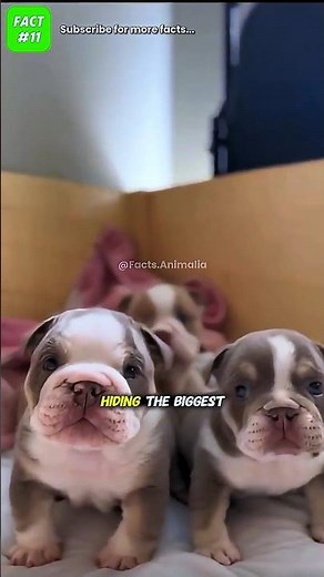 Sad truth about Bulldogs, Pugs and Shih Tzus