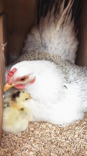 carying cute 🥰 hen & 🐣 chik #naturelovers #hen #chiks #cutebaby #momlife #birds#chiken #nature#baby