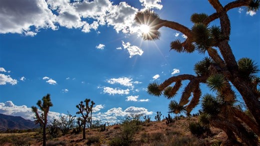 Joshua trees may be showing signs of recovery, experts say