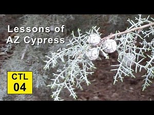 Climate, Trees, and Legacy: 04 - Lessons of Arizona Cypress