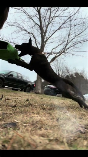 Dutch shepherd puppy 1st bite work session #dutchshepherd #malinois #bitework