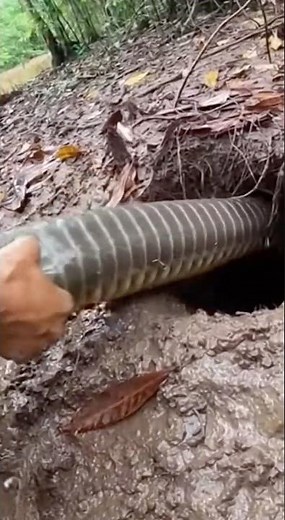 Pulling a massive python out of the ground #snake #rescue #wildlife