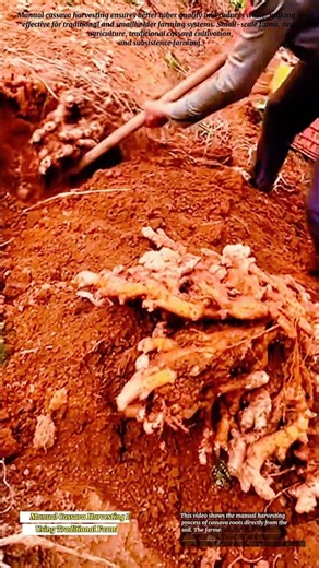 Manual Cassava Harvesting Process Using Traditional Farming Tools