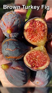 257K views · 3K reactions | Brown Turkey Fig (Ficus carica 'Brown...