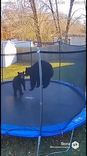 Backyard Trampoline Was Not Built for This 😂 #bears #securitycamera #trampoline #backyard #funnyanimals #wildlife #viralvideo | WildWatch Security