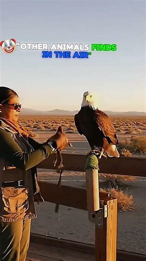 Animals Spotting Strange Things In The Sky… But The Last One Is Crazy #viral #shorts