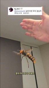 Catching a Giant Hornet Flying in My Room Barehanded! #DontTryThisAtHome #GiantHornet