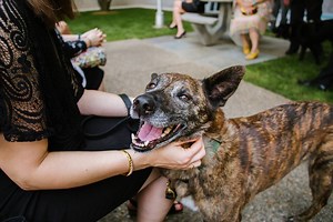 These four military dogs just received the nation’s highest honor
