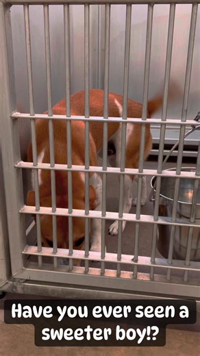 GREENVILLE TEXAS—KINSLER in cage 13 is the most perfect 1 year-old boy who was surrendered to the shelter because his owner is having a major surgery and will no longer be able to care for him. The owner said that he is named after a baseball player and he loves toys and playing fetch! Come meet Kinsler to see if he might be the perfect fit for your family! He is good with kids, good with dogs, and house trained! He is 44 pounds and a Basenji mix— totally perfect in every way! His fee is $75 whi