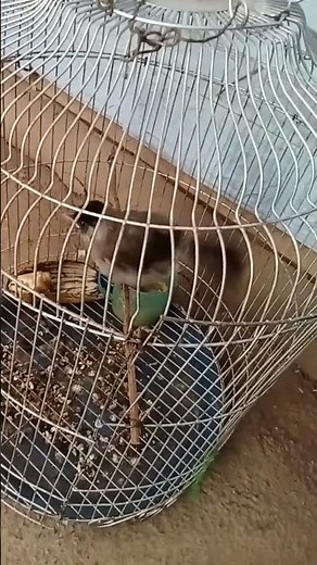 Different types of birds. #bird, #animals, #nature