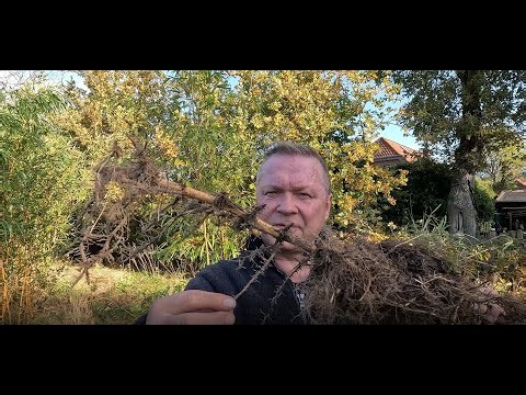 Controlling Running Bamboo