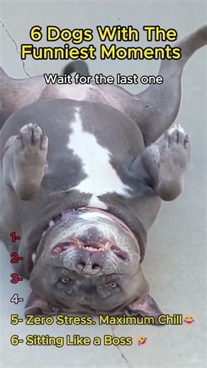 Ranking The 6 Funniest Dog Moments 😂 #shorts #funny #dontlaught