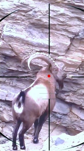 Mountain Goat Hunting | Caccia alla capra di montagna | Jacht op berggeiten