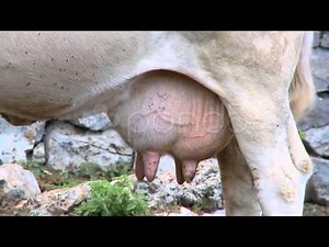 cows udder
