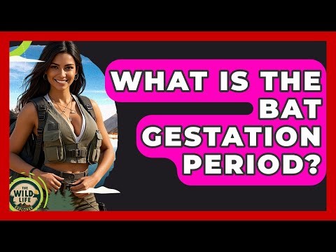 What Is The Bat Gestation Period? - The Wild Life Explorer