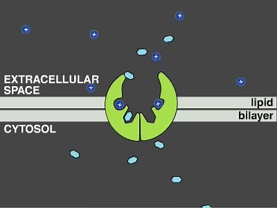 细胞生物学动画第一部分
