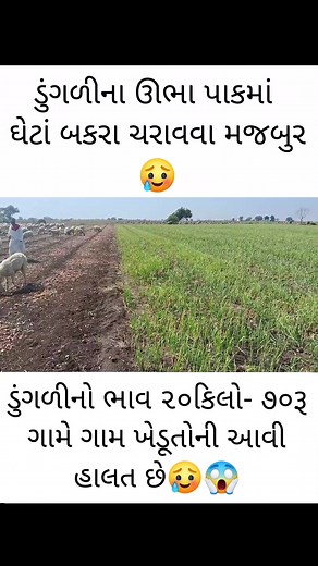 105K views · 841 reactions | ડુંગળીના ઊભા પાકમાં ઘેટા બકરા ચરાવવા...