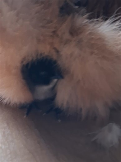 Can Anyone Find The Chick 👀 🫶🏽🐥🖤 #chicken #chickenlover #fyp #cutey#petlover