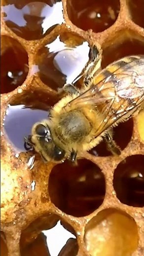 How Do Bees Make Honey? 🍯🐝