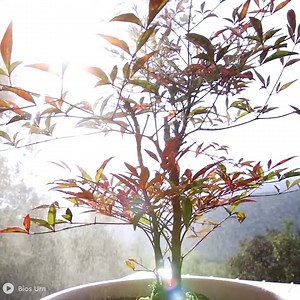 1.2M views · 2K reactions | You can grow a tree out of your loved ones ashes with this biodegradable urn.  | Dose | Facebook