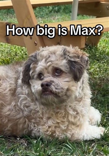 Max is a mixture of 10 different breeds of dog, which makes him have funny body proportions 😭 Precisesly he is: -21.2% Toy Poodle -20% Shih Tzu -16.3% Pekingese -8.3% Dachshund -8% Miniature Pinscher -7.7% Lhasa Apso -4.8% Miniature Schnauzer -4.5% Chihuahua -4.5% Rat Terrier -4.5% Maltese