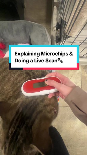 Ever wonder about microchipping your pet? 🤔 This video breaks down everything you need to know! From why it's crucial to how it works, I'm showing you the ins and outs of microchips, including a live scan! 🐾 Want to microchip your pet? It’s VERY inexpensive! Talk to your vet about it, or check with your local humane society or animal control, they often do very inexpensive/free microchip clinics! Even places like Petsmart, Pet Supplies Plus and Tractor Supply do microchip clinics!!! Check with
