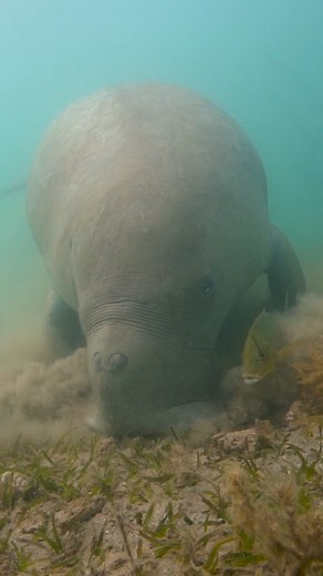 2.4K views · 36 reactions | Dugong mother and calf feeding in the Exmouth Gulf! | Dingus vs Wild | Facebook
