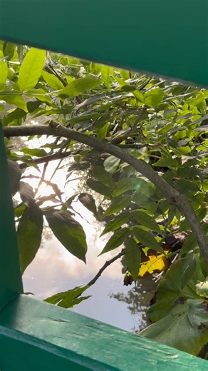 60K views · 1.9K reactions | Les couleurs changent, la lumière se fait plus douce. L’automne s’invite dans les jardins de Monet, offrant une nouvelle palette à contempler. | Maison et jardins de Claude Monet à Giverny | Facebook