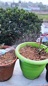 268K views · 3.3K reactions | Safeguard your rose plants from curling because of insects #RoseCare #RoseFertilization #BetterFlowering #GardenTips #OldRosePlant #RosesInBloom #GardeningHacks #FlowerGarden #PlantCareTips #rose #fertilizer #rosy #gulab #gardening #garden #terracegarden #compost #plants #flowers #flowering #RooftopGarden #nursery #roses #Gulabi | Ghosh Garden | Facebook