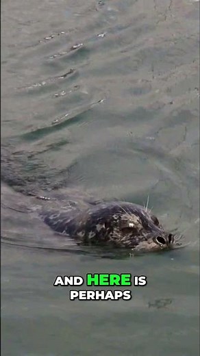 Selkies: Mythical Seal-Humans & Their Chilling Secrets Revealed #shorts