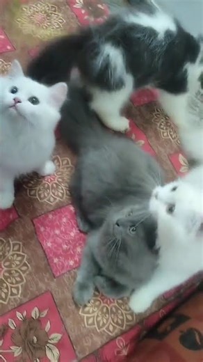 Kitten Babies Playing ( like, comment, share and subscribe for more videos! )