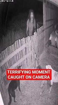 5 Animal Moments make you CHILLS! 😱