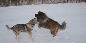 Qeni apo ujku? Ja çfarë ndodh kur ndeshen me njëri-tjetrin (Video)