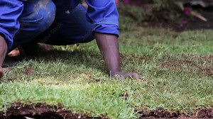 A gardener in Africa laying instant lawn and putting it in place