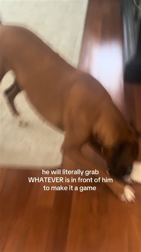 Funny Boxer Dog's Silly Playtime Antics