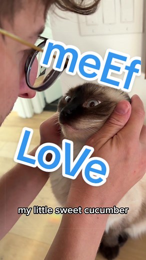 IS THis 2 much 🤔 🐈 YES NO ,, :: #bagagwa #catsoftiktok #barcelona #coachella #prom