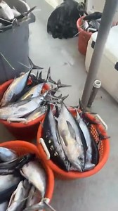 Oct 23-24 36Hr | Williams Party Boats