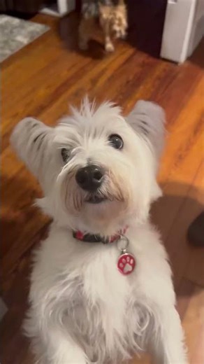 Meet Scotty ! My aunts dog ! He wears a diaper ! #dog #shorts #scottiedogs #dogshorts