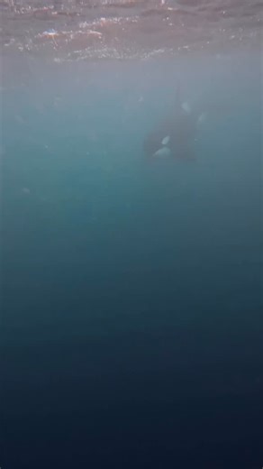 328 reactions · 3 comments | Unbelievable encounter! A friendly female orca breaks away from her pod to investigate divers and their boat off Northern Norway's icy shores! What a trip!❄️ . .  @seabelle_byc ⛴️ @orcadventure . . . #cetaceans #dolphins #orcas #underwaterphotgraphy #wildlifephotography #swimwithorcas #northernnorway #protectwhatyoulove #keepthemfree | Champions for Cetaceans | Facebook